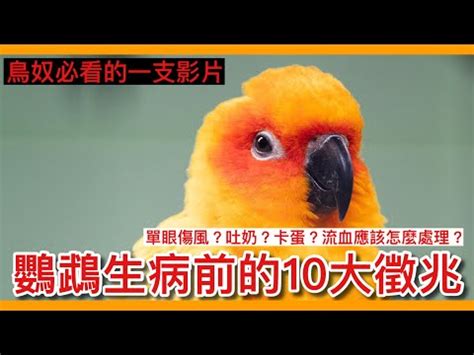 小鳥死了怎麼辦|鳥兒猝死：原因大揭密